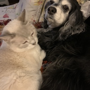 Fundraising Page: Holli Toline